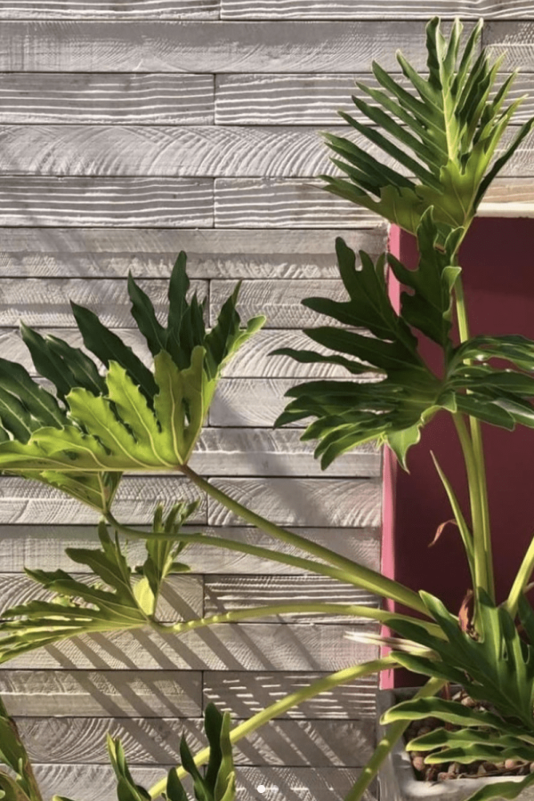 Revestimento de Alta Qualidade Santo Concreto